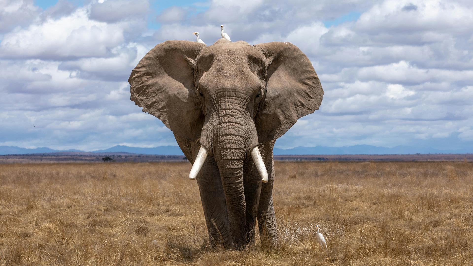 Wildlife